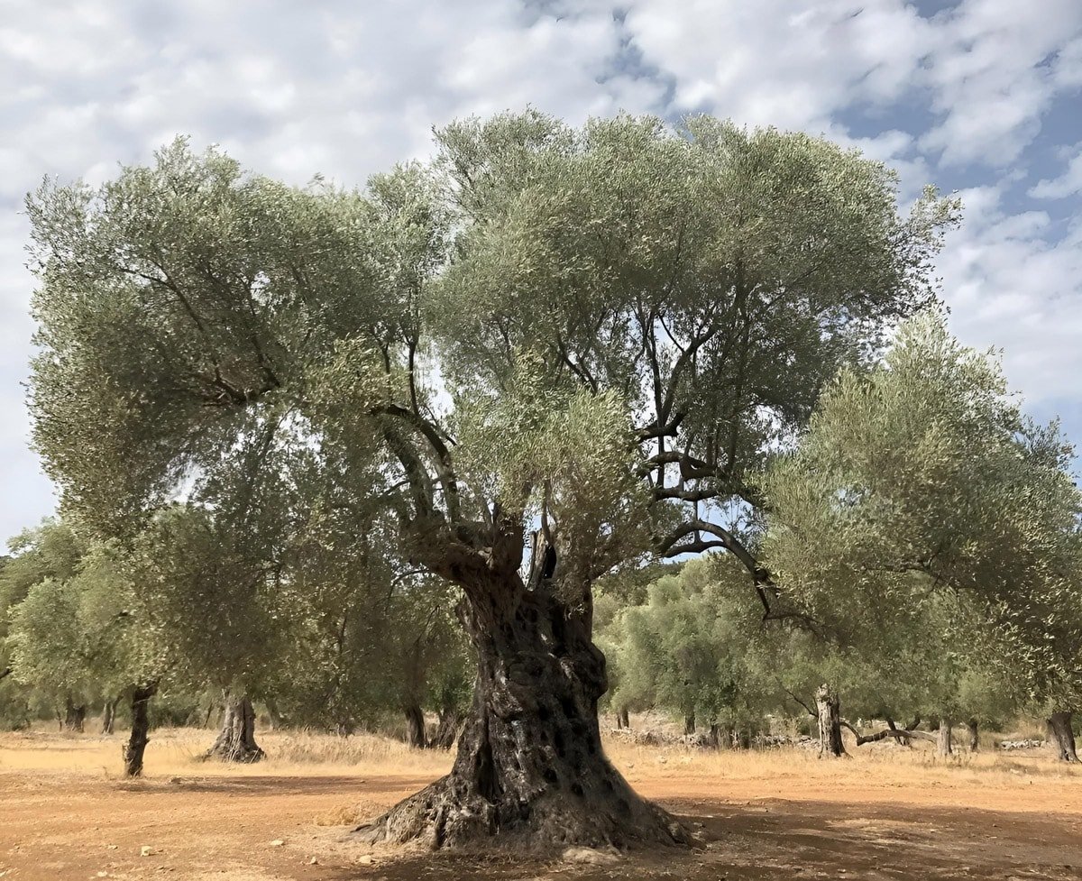 Zeytin Alanları