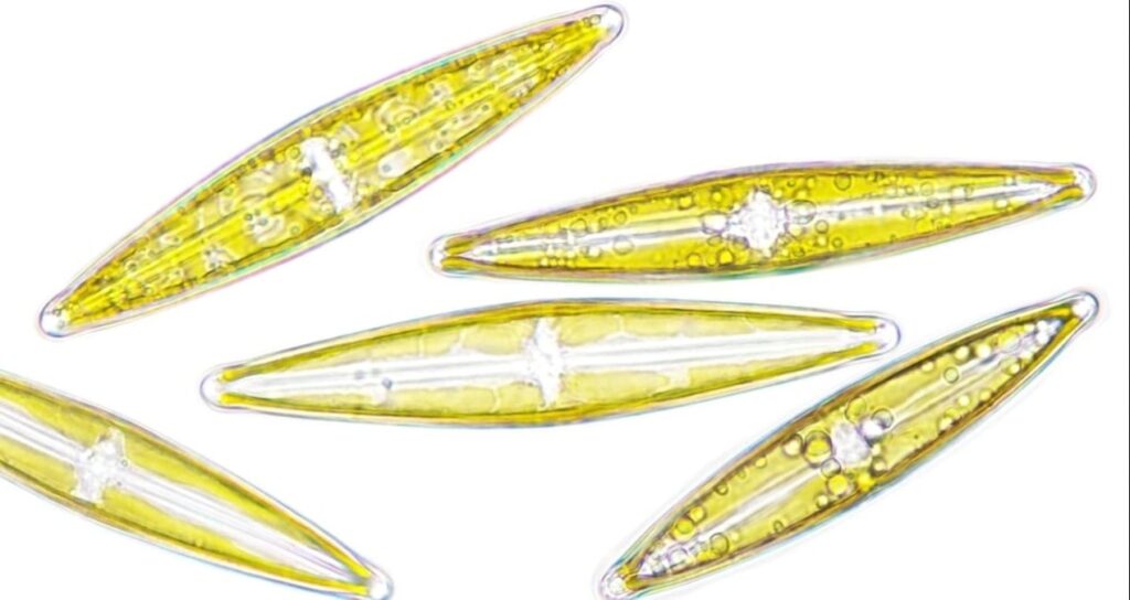 denizleri saran esrarengiz pariltilarin sebebi ortaya cikti mARDpumP