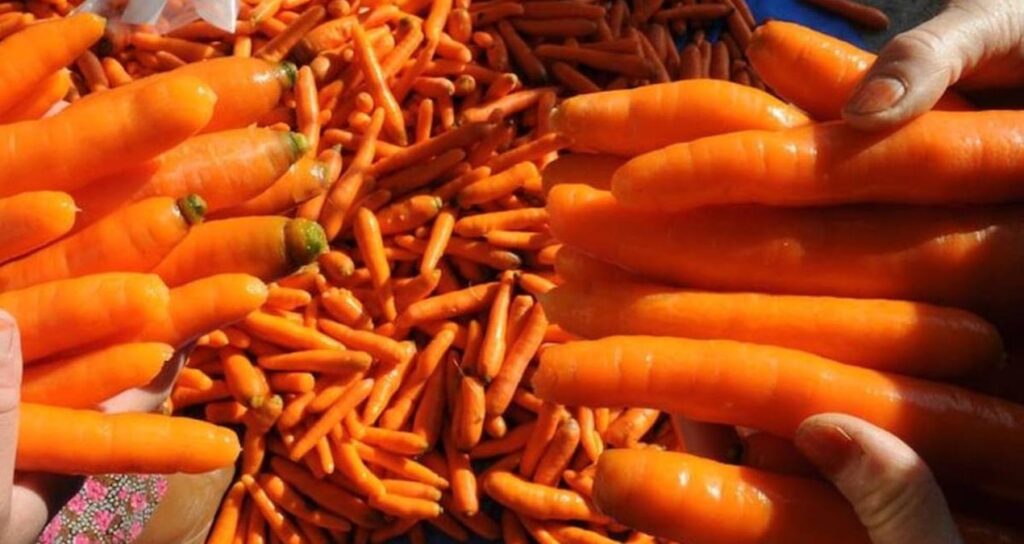 gida skandalinda sira havuca geldi avrupadan geri gonderildi zehir saciyor C8uhr6i9