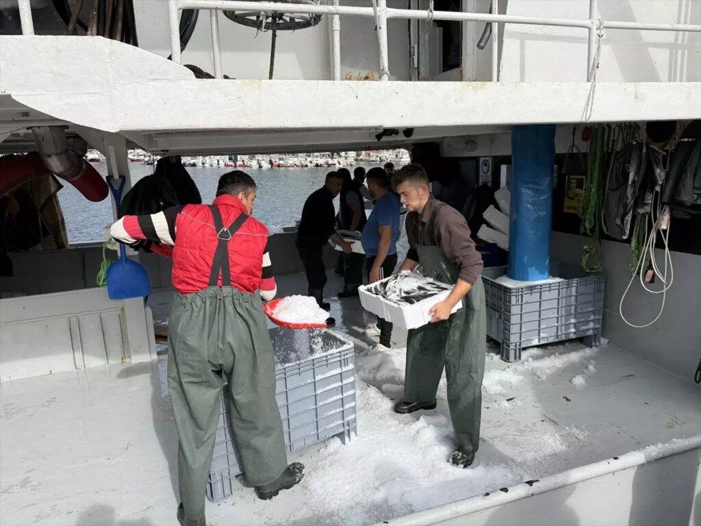 tekirdagli balikcilar istavritle dolu donuyor 513HtBWu