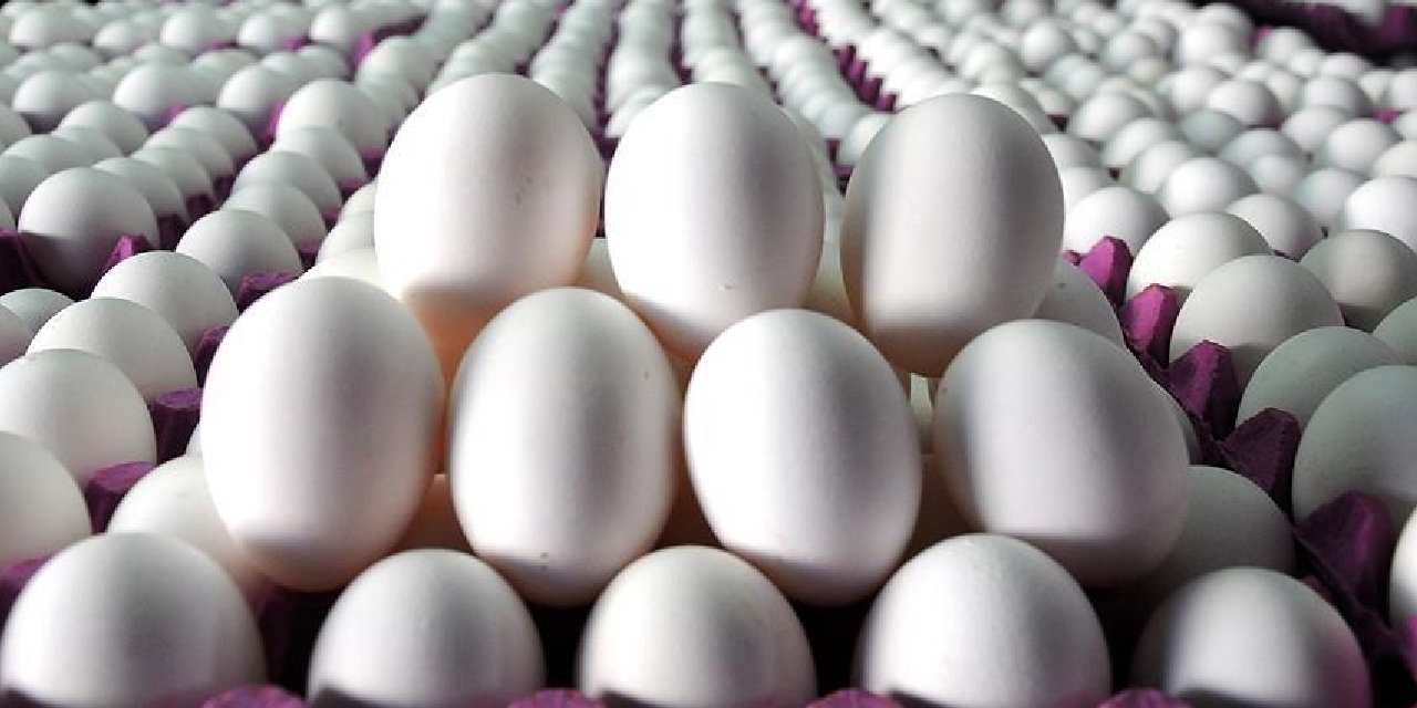 tuik acikladi yumurta azaldi KL4PMKXT.jpg