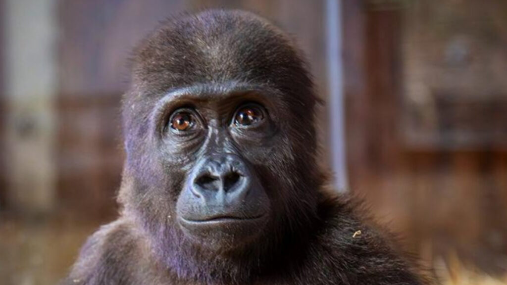 yavru goril zeytinin nijeryali olmadigi ortaya cikti turkiyede kalacak pqP9zJa9.jpg