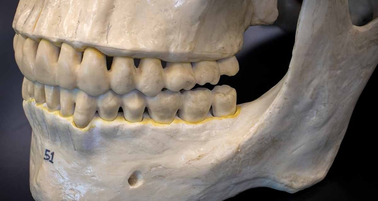 tarih kitaplari degisiyor 2 milyon yillik dis minesindeki protein kuzenlerimiz hakkinda bildigimiz her seyi altust etti mmZYROQO.jpg