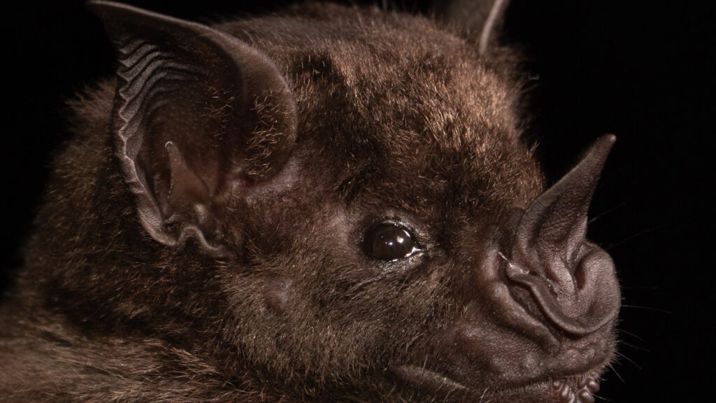 yeni koronavirus salgini alarmi basrolde yine yarasalar var msBgcIkV.jpg