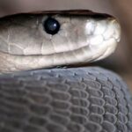 20-yildir-kendine-yilan-zehri-enjekte-ediyor-kani-dunyayi-kurtaracak-0-9agv4imn