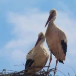 atlas-featured-12956-1775717889-D0bxyQ