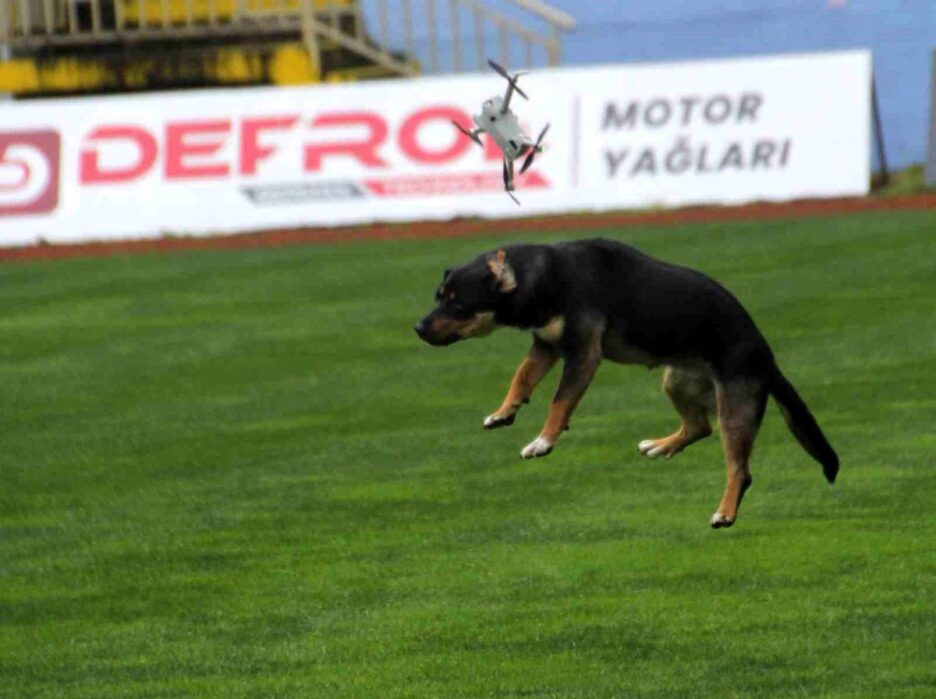 19 Mayıs Kutlamalarında Başına Dert Açan Dron: Stada Giren Köpek Kazaları Beraberinde Getirdi